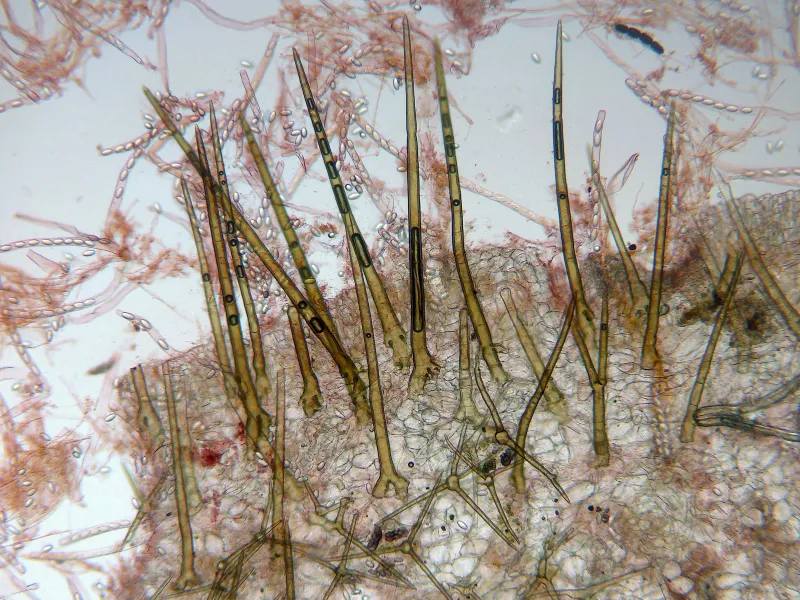 Cheilymenia stercorea 10 - Base pelos x 100-001